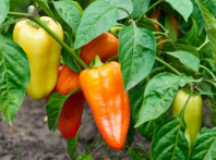 Перец Любовь F1 Перец Любовь F1
