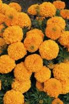 Бархатцы прямостоячие Инка 2 F1 Оранж