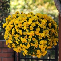 Виола Виттрока ампельная Cool Wave F1 Golden Yellow Виола Виттрока ампельная Cool Wave F1 Golden Yellow