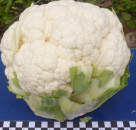 Капуста Кастор F1 Капуста Кастор F1