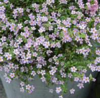 Бакопа, Блютопия Блю F1 Бакопа, Блютопия Блю F1