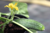 Огурец Алпака F1 Нидерланды 250 семян