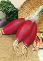 Лук шалот Тропея Лунга Лук шалот Тропея Лунга