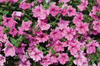 Петуния Diamond F1 Rose Vein