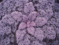 Капуста Редбор F1 Капуста Редбор F1