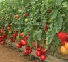 Томат Розалин F1