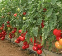 Томат Розалин F1