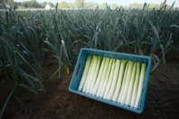 Лук порей Форрест Лук порей Форрест