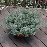 Бессмертник Helichrysum Silver Mist