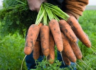 Морковь Кардифф F1 Морковь Кардифф F1