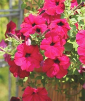 Петуния ампельная Лавина F1 Purple