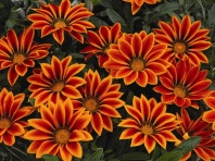 Гацания Кисс F1 Orange Flame Гацания Кисс F1 Orange Flame