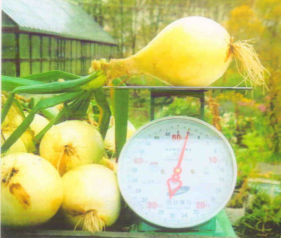 вес луковицы