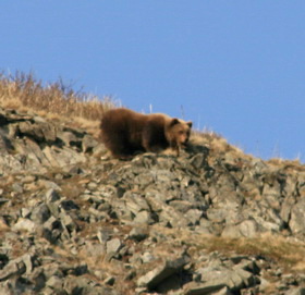 любознательный медведь