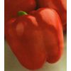 20 Перец Ред Найт Экс, Красный Рыцарь F1 красный кубовидный Нидерланды 20 семян