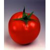 Томат Таня F1 Детерминантный. Нидерланды 1.000 семян