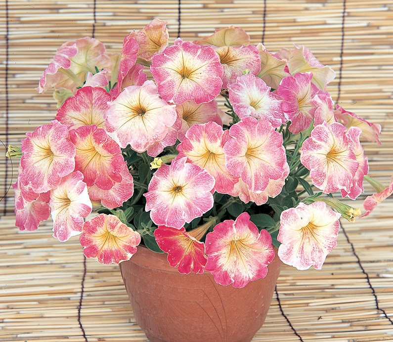 Купить Семена Петунии Рим