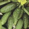 Огурец Кустовой 10+2 шт.