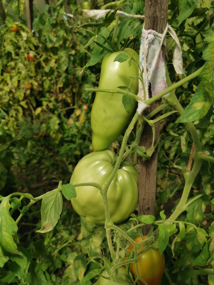 Корнабель Корнабель