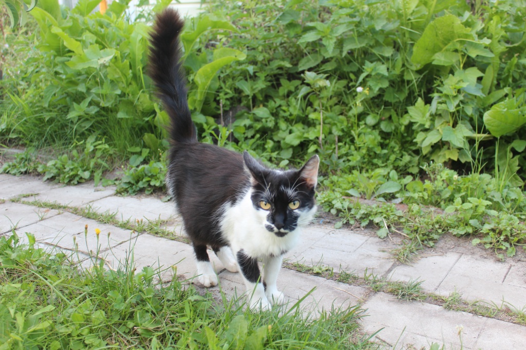 Коша Коша