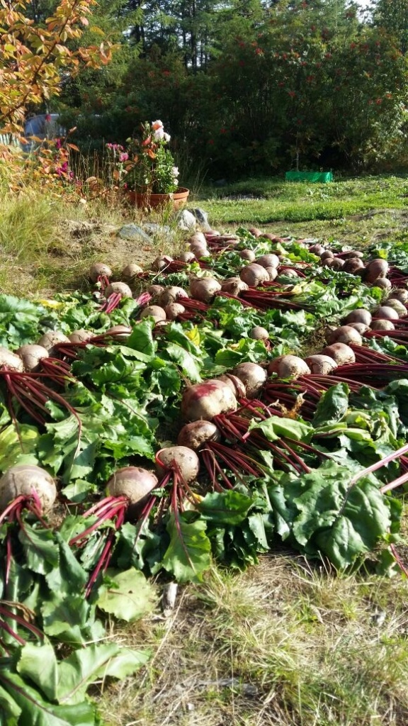 Свекла Пабло F1jpg Свекла Пабло F1jpg