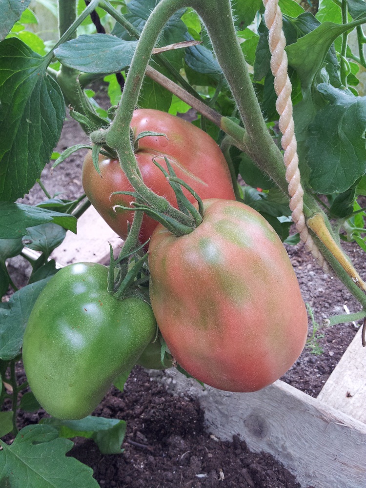 Томаты Корнабель и Ребелион