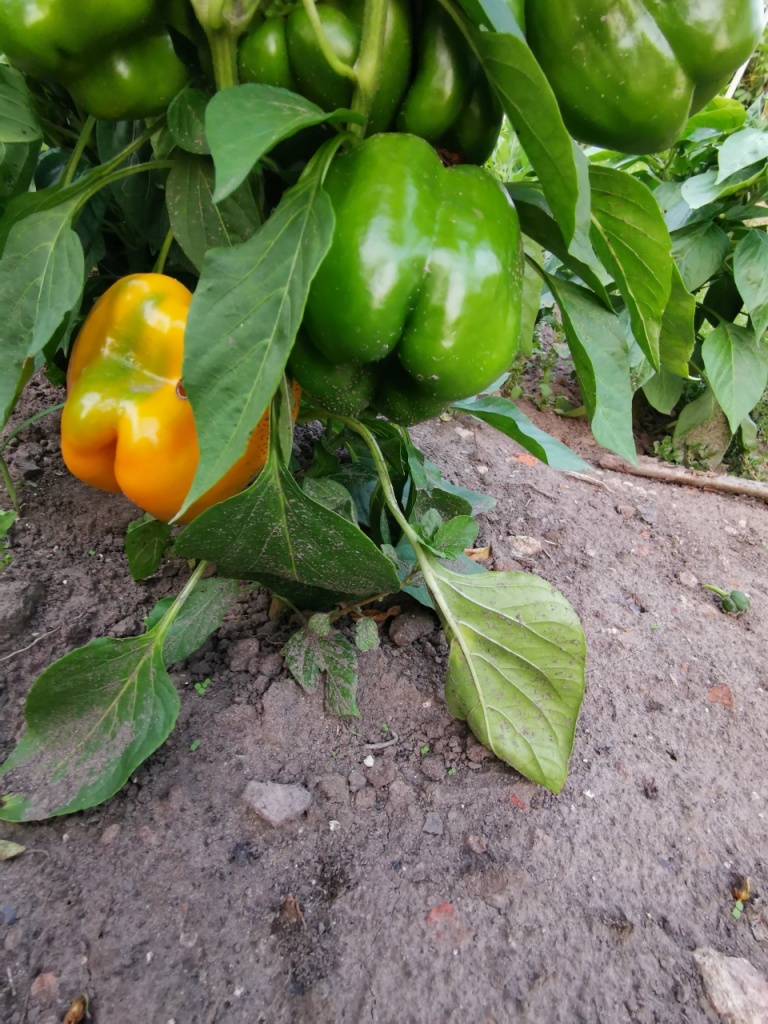 Перец Перец