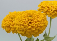 Цинния изящная Эльдорадо ELDORADO Yellow Хупта 55519483 100 семян