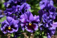 Виола Фризл сизл Blue F1 арт. 7001 30 семян Виола Фризл сизл Blue F1 арт. 7001 30 семян