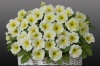 Петуния Джоконда Lime Yellow F1 Ампельная арт. 9201 Pelleted 30 драже Петуния Джоконда Lime Yellow F1 Ампельная арт. 9201 Pelleted 30 драже