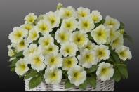 Петуния Джоконда Lime Yellow F1 Ампельная арт. 9201 Pelleted 30 драже Петуния Джоконда Lime Yellow F1 Ампельная арт. 9201 Pelleted 30 драже