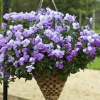 Виола Виттрока ампельная Freefall F1 Lavender