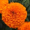 Бархатцы прямостоячие Garland F1 Orange Coated, Хупта, арт. 7682 100 семян
