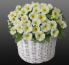 Петуния Джоконда Lime Yellow F1 Ампельная арт. 9202 Pelleted 100 драже Петуния Джоконда Lime Yellow F1 Ампельная арт. 9202 Pelleted 100 драже