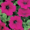 Петуния ампельная Вейв Wave F1 Purple Pelleted 100 драже