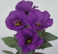 Эустома, лизиантус серия Матадор F1 Блю