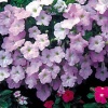 Петуния ампельная Вейв Wave F1 Misty Lilac Pelleted 100 драже Петуния ампельная Вейв Wave F1 Misty Lilac Pelleted 100 драже