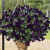 Виола Виттрока ампельная Freefall F1 Deep Violetl Primed, Хупта 9502 100 шт. Виола Виттрока ампельная Freefall F1 Deep Violetl Primed, Хупта 9502 100 шт.