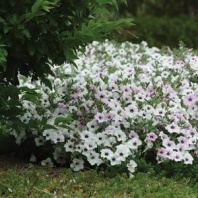 20 Петуния ампельная Тайдал Tidal Wave F1 Silver Pelleted Хупта, 4645 20 др. 20 Петуния ампельная Тайдал Tidal Wave F1 Silver Pelleted Хупта, 4645 20 др.