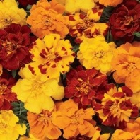 Бархатцы отклоненные Дюранго F1 Mix Outback Coated 1.000 семян