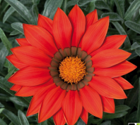Гацания Биг Кисс F1 Ред Гацания Биг Кисс F1 Ред