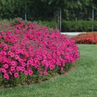 20 Петуния ампельная Тайдал Tidal Wave F1 Purple Pelleted Хупта, 7212 20 др.