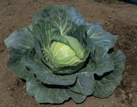 Капуста Суприм Вантаж F1 Капуста Суприм Вантаж F1