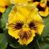 Виола Фризл сизл Yellow F1 арт. 7054 30 семян Виола Фризл сизл Yellow F1 арт. 7054 30 семян