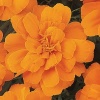 Бархатцы отклоненные Дюранго F1 Tangerine 1.000 семян Бархатцы отклоненные Дюранго F1 Tangerine 1.000 семян