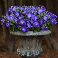 Петуния крупноцветковая Софистика F1 Blue Morn, Pelleted 100 др.