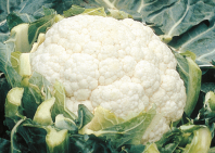 Капуста Телерджи F1 Капуста Телерджи F1