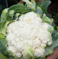 Капуста Корлану F1