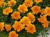 Бархатцы отклоненные Super Hero Orange, 1.000 др. coated Бархатцы отклоненные Super Hero Orange, 1.000 др. coated