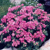 Флокс друммонда PROMISE F1, LILAC 1000 шт Primed, Хупта 6886092